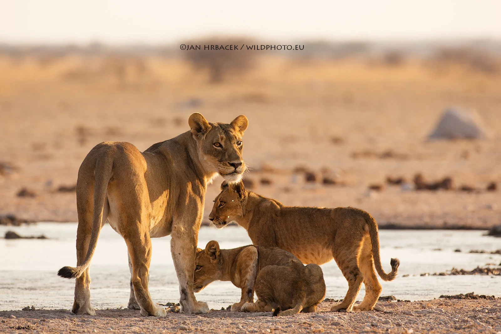 Nxai Pan NP, Botswana